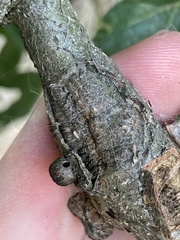 Disholcaspis mellifica