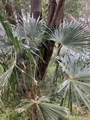Trachycarpus fortunei