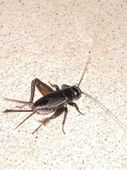 Gryllus lightfooti