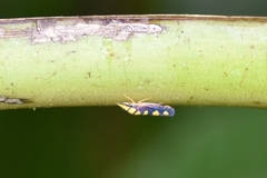 Platygonia spatulata
