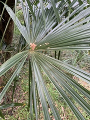 Trachycarpus fortunei