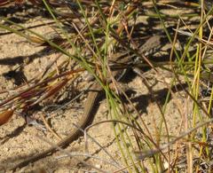 Pedioplanis burchelli