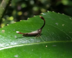 Cladonota rothschildi