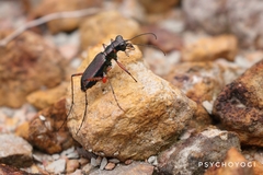 Heptodonta pulchella