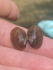 Toxolasma cylindrellum