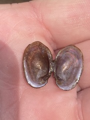 Toxolasma cylindrellum