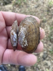 Cambarunio taeniatus