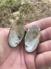 Cambarunio taeniatus