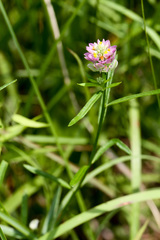 Polygala mariana