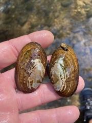 Cambarunio taeniatus