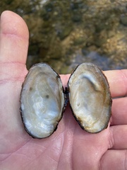 Cambarunio taeniatus