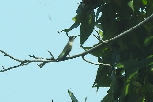 Ruby-throated Hummingbird photographed in Delaware