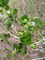 Strychnos parvifolia