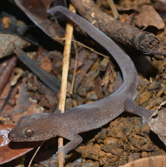 Bavayia septuiclavis