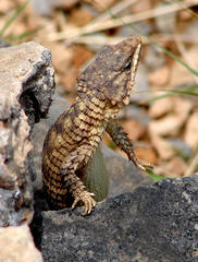 Karusasaurus jordani