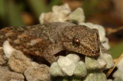 Marbled Leaf-Toed Gecko photo 4