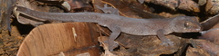 Bavayia septuiclavis
