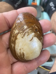 Fusconaia subrotunda