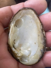 Fusconaia subrotunda