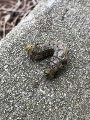 Anisota pellucida