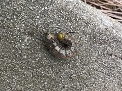 Anisota pellucida