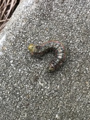 Anisota pellucida
