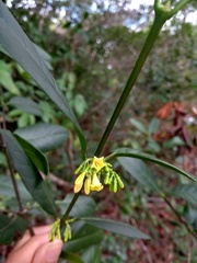 Chiococca nitida