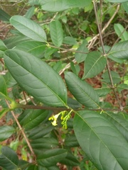 Chiococca nitida