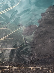 Scarus rubroviolaceus