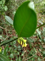 Chiococca nitida