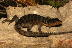 Pseudocordylus microlepidotus microlepidotus