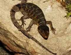 Pseudocordylus microlepidotus microlepidotus