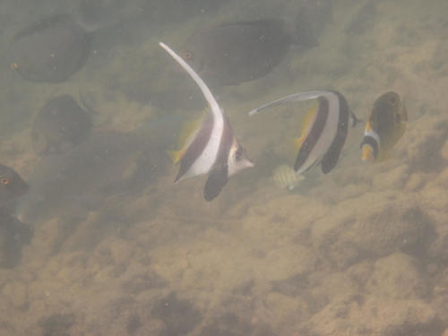 Heniochus acuminatus