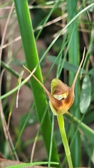 Pterostylis oblonga