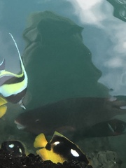 Scarus rubroviolaceus