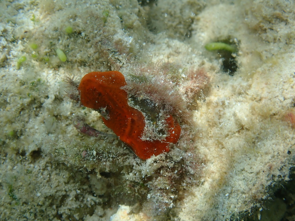 Berumda Decorator Crab