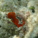 Macrocoeloma nodipes - Photo (c) Ben Eddy, algunos derechos reservados (CC BY-NC), subido por Ben Eddy