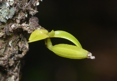 Drymoanthus minimus