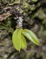 Drymoanthus minimus