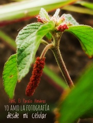 Acalypha hispida