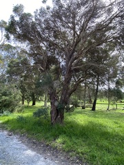 Melaleuca linariifolia