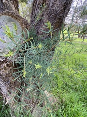 Melaleuca linariifolia