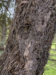 Melaleuca linariifolia