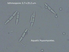 Isthmolongispora
