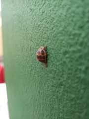 Epilachna paenulata