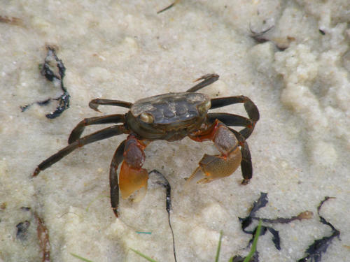 Cristarma eulimene