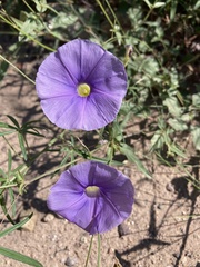 Ipomoea ternifolia leptotoma