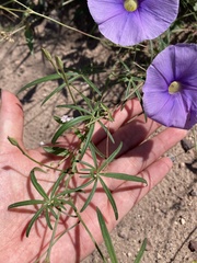 Ipomoea ternifolia leptotoma