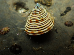 Calliostoma canaliculatum