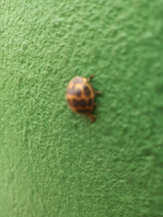 Epilachna paenulata
